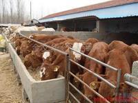 湖北孝感牛價格-特色農產品-貿易頻道-松際農網