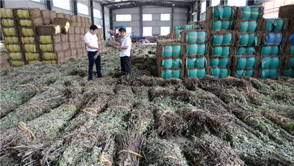 黃岡市蘄春縣“四全”模式推動蘄艾產業健康發展