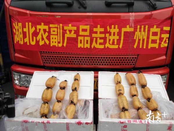 直擊|廣東節后首次大規模采購湖北農產品,今晨200噸果蔬進廣州