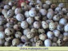 【鵪鶉蛋】價格,廠家,圖片,禽蛋,湖北順達惠民農副產品貿易-